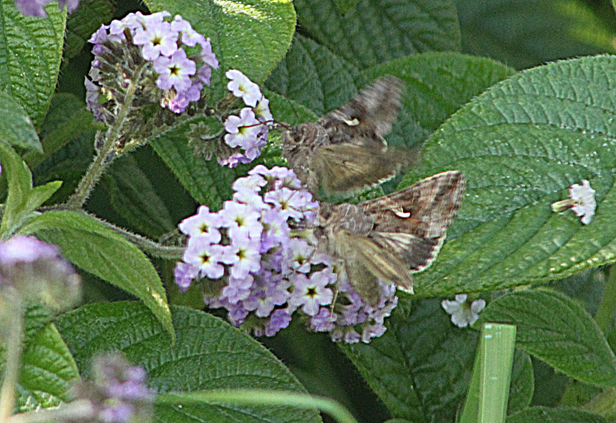 A proposito di Autographa gamma